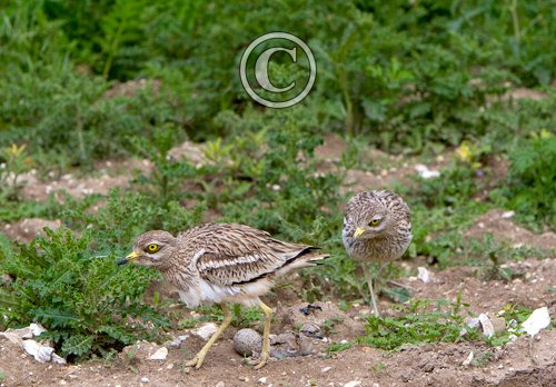 Pair of Stone Culews at a Nest